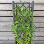 Vistéria čínska (Wisteria sinensis) ´PROLIFIC´ - výška 120-140 cm, hranatý kvetináč -  ŠPALIÉRA